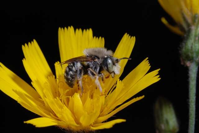 Image of Anthidium Fabricius 1804