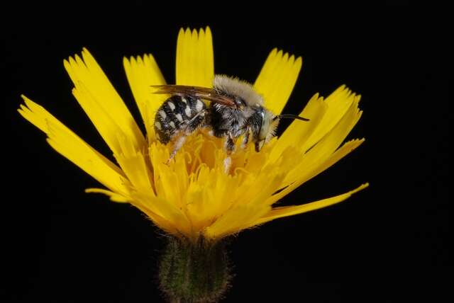 Image of Anthidium Fabricius 1804