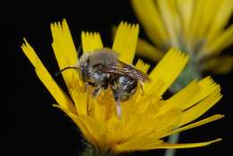 Image of Anthidium Fabricius 1804