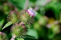 Image of common burdock