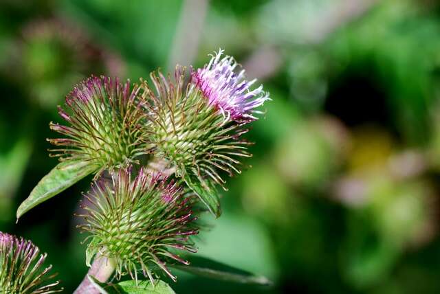 Image of common burdock