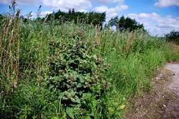 Image of common burdock