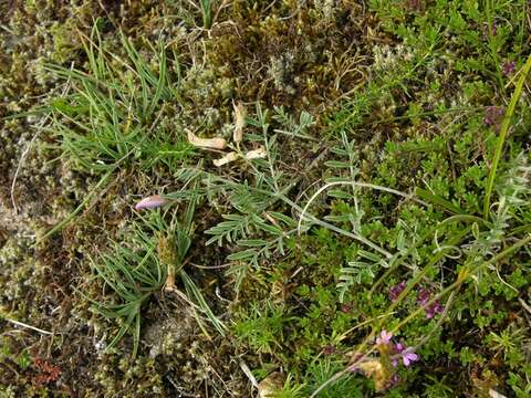 صورة Astragalus arenarius L.