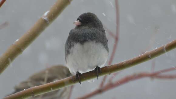 Image of juncos