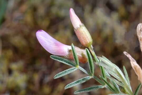 Image of Arenarious Milk-vetch