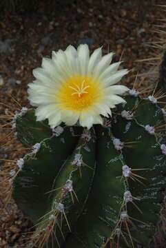 Image of astrophytum