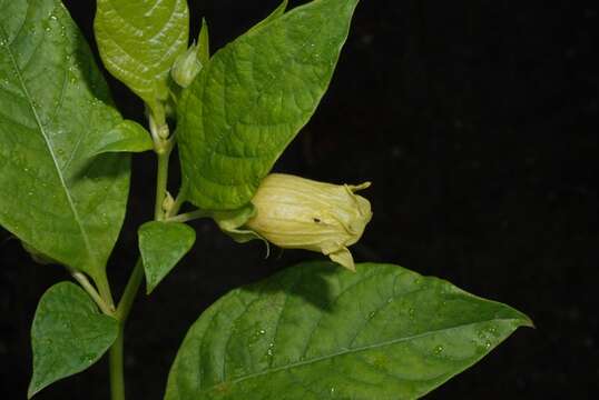 Image de Atropa