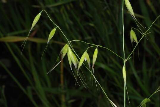 Image of oat