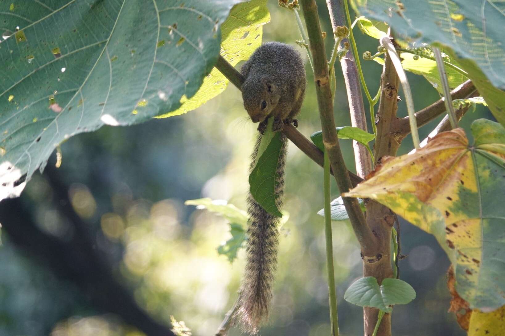 Image of Rwenzori Sun Squirrel