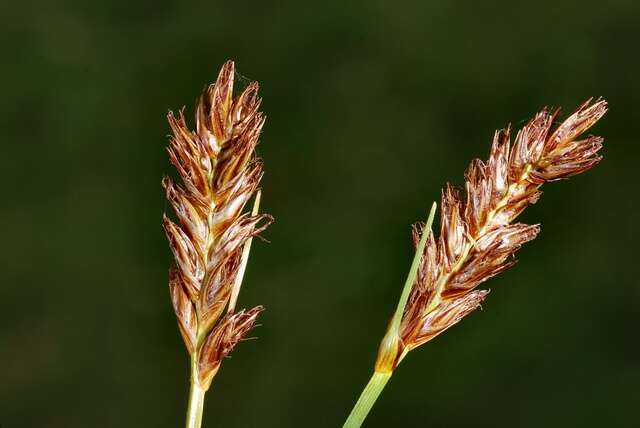 Image of bulrush