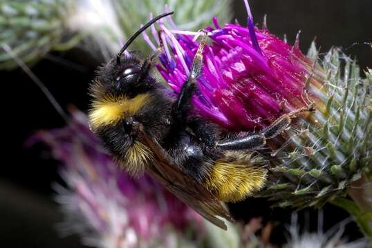 Image of Bombus campestris (Panzer 1801)