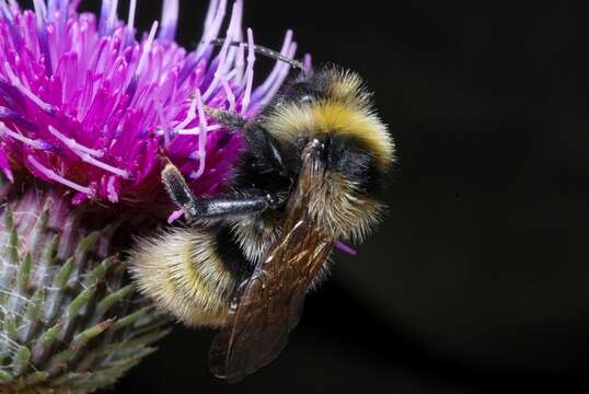 Image of Bombus campestris (Panzer 1801)