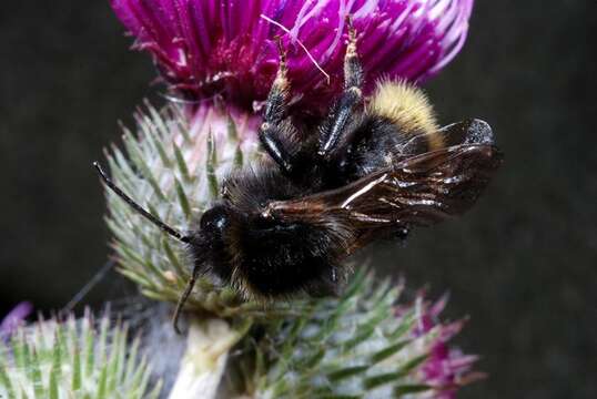 Image of Bombus campestris (Panzer 1801)