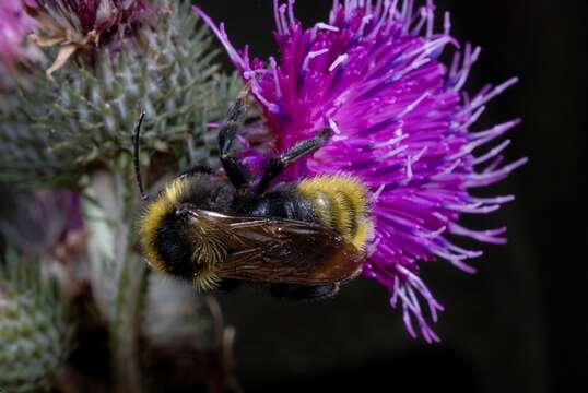 Image of Bombus campestris (Panzer 1801)