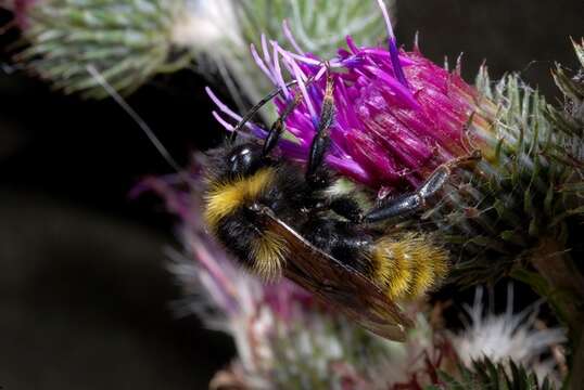 Image of Bombus campestris (Panzer 1801)