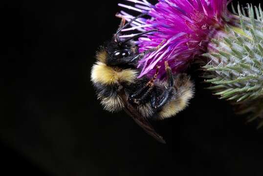 Image of Bombus campestris (Panzer 1801)