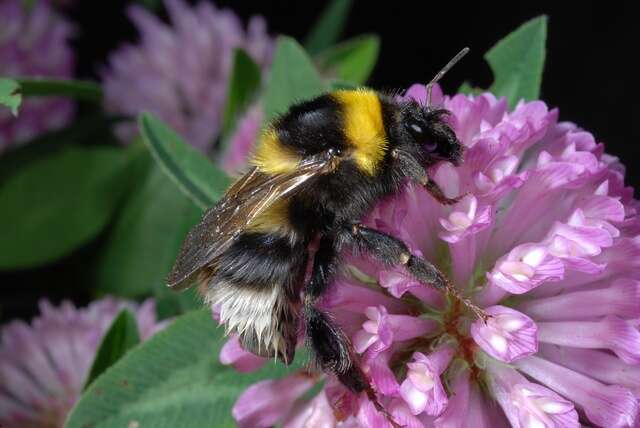 Image of honeybees, bumblebees, and relatives