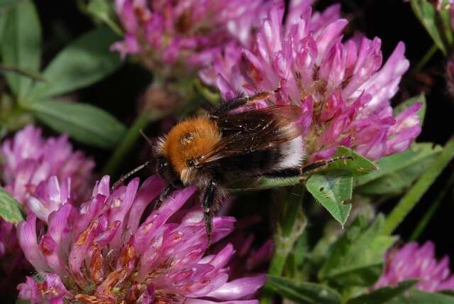 Image of honeybees, bumblebees, and relatives