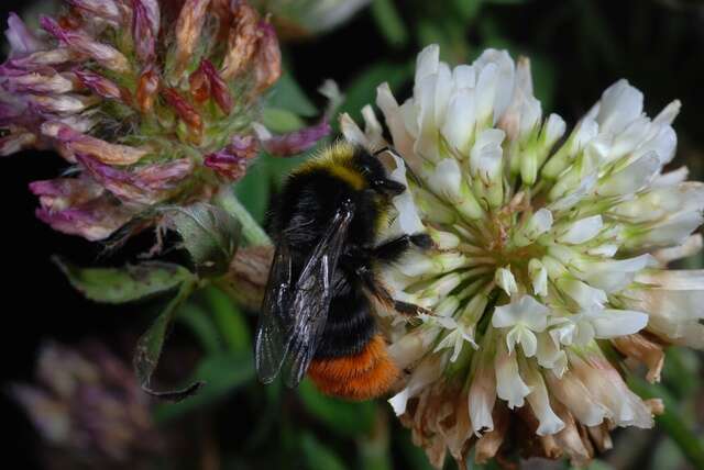 Image of honeybees, bumblebees, and relatives