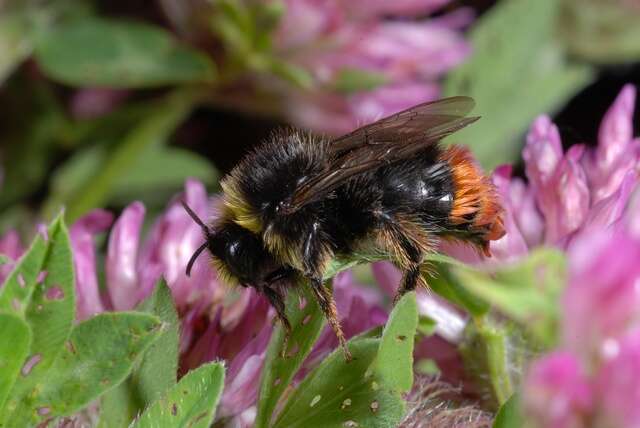 Image of honeybees, bumblebees, and relatives