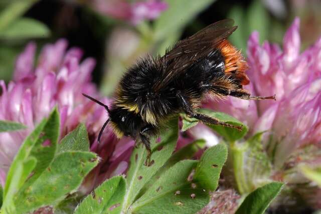 Image of honeybees, bumblebees, and relatives