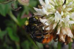 Image of honeybees, bumblebees, and relatives