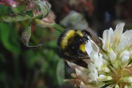 Image of honeybees, bumblebees, and relatives