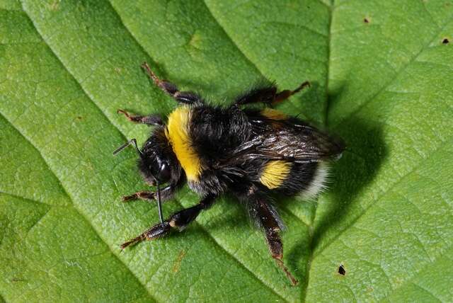 Image of honeybees, bumblebees, and relatives