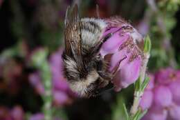 Image of honeybees, bumblebees, and relatives