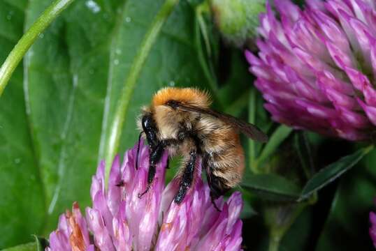 Image of Bombus muscorum (Linnaeus 1758)