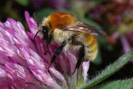 Imagem de Bombus muscorum (Linnaeus 1758)