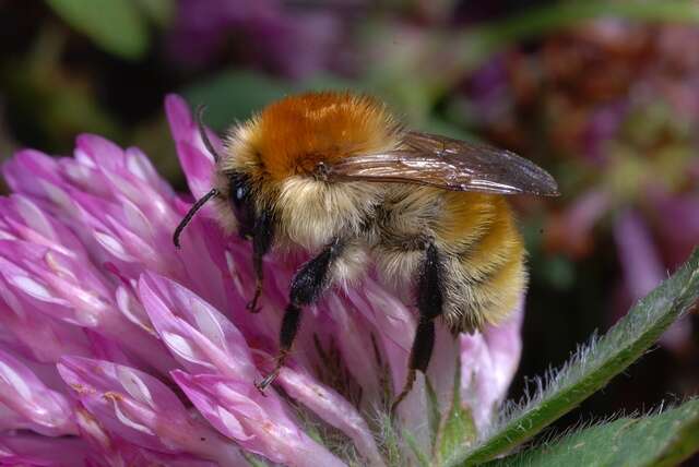 Imagem de Bombus muscorum (Linnaeus 1758)