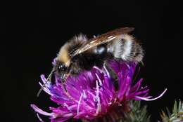 صورة Bombus norvegicus (Sparre-Schneider 1918)