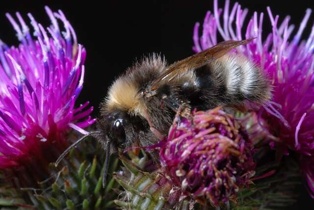 صورة Bombus norvegicus (Sparre-Schneider 1918)