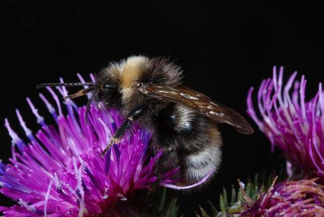 صورة Bombus norvegicus (Sparre-Schneider 1918)