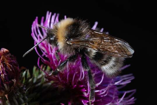 Image of Bombus norvegicus (Sparre-Schneider 1918)