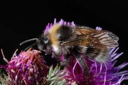 Image of Bombus norvegicus (Sparre-Schneider 1918)