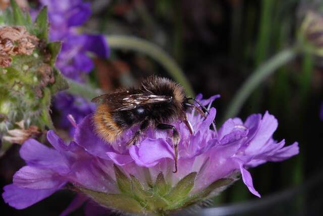 Image of honeybees, bumblebees, and relatives