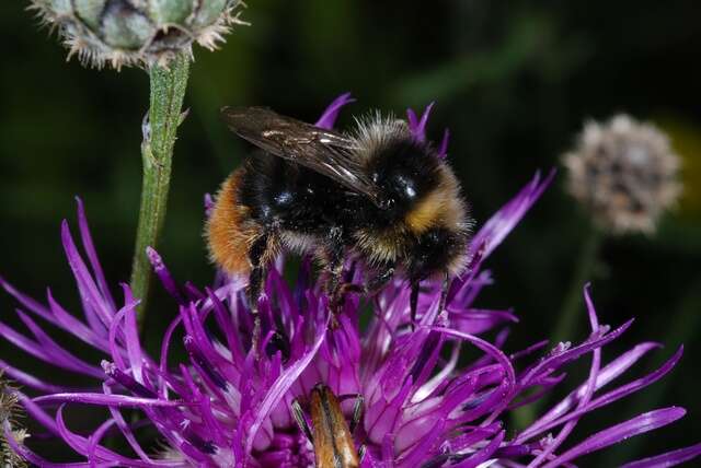 Image of honeybees, bumblebees, and relatives