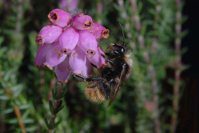 Image of honeybees, bumblebees, and relatives