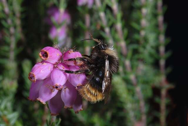 Image of honeybees, bumblebees, and relatives