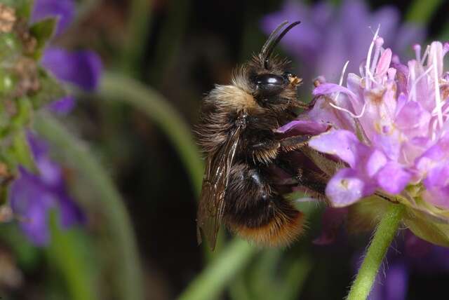 Image of honeybees, bumblebees, and relatives