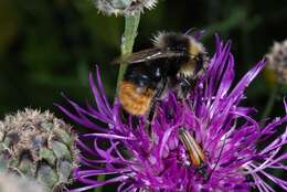 Image of honeybees, bumblebees, and relatives