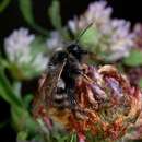 Plancia ëd Bombus rupestris (Fabricius 1793)