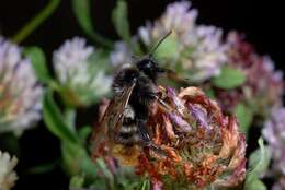 Image of Bombus rupestris (Fabricius 1793)