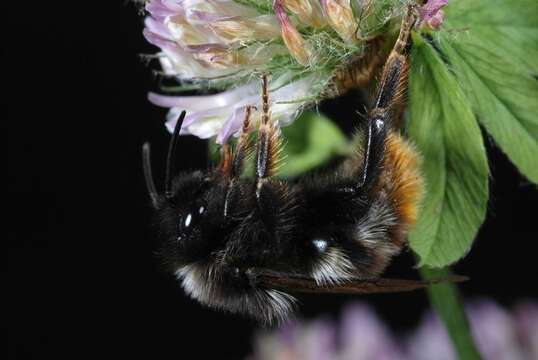 Plancia ëd Bombus rupestris (Fabricius 1793)