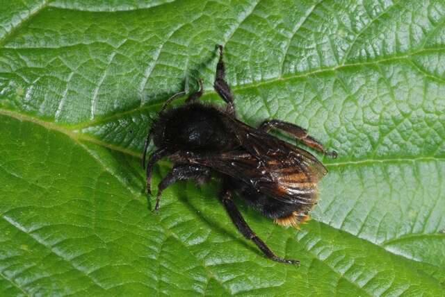 Image of Bombus rupestris (Fabricius 1793)