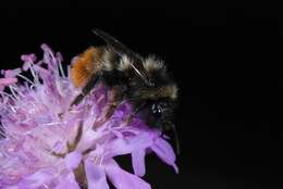 Image of Bombus rupestris (Fabricius 1793)