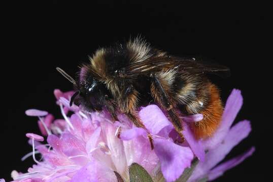 Plancia ëd Bombus rupestris (Fabricius 1793)