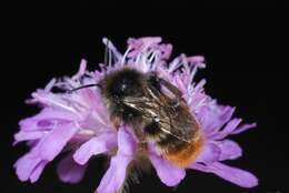 Image of Bombus rupestris (Fabricius 1793)